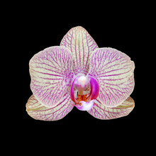 Pink Orchid Flower Isolated On Black