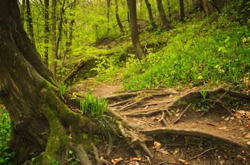 Wall Mural - Roots and footpath on the forest