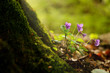 Violet on the spring forest