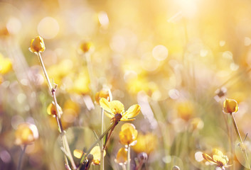 Background with yellow buttercups.