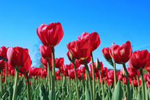 Many Red Tulips In A Flowerbed
