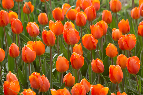 Naklejka nad blat kuchenny Pole czerwonych tulipanów