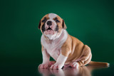 Fototapeta  - Puppy American Staffordshire Terrier