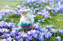 Chihuahua Dog Dreaming Among Purple Crocus Flowers