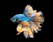 Siamess Fighting Fish On Black Background.