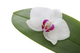 Fototapeta Storczyk - Orchid flower and leaf on a white background