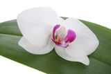 Fototapeta Storczyk - Orchid flower on a leaf