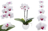 Fototapeta Storczyk - White orchid on a white background