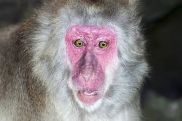 Monkey baboon