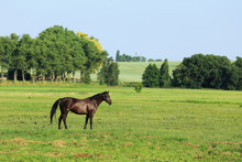 Brown Horse On The Green Pasture