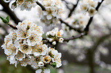 Blooming Plum Tree