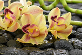 Fototapeta Storczyk - Mokra orchidea na kamieniach bazaltowych