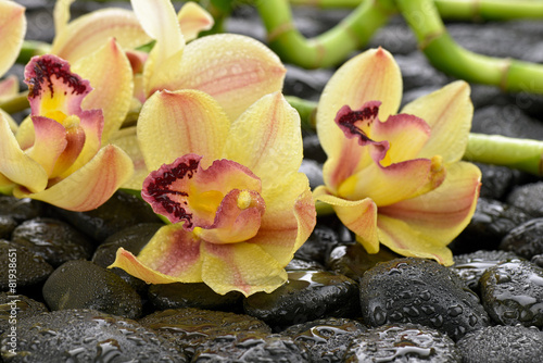 Fototapeta na wymiar Mokra orchidea na kamieniach bazaltowych