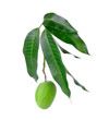 Small green mango isolated on a white background