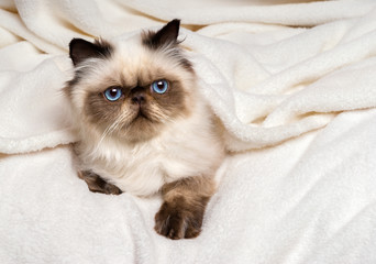 Wall Mural - Cute young persian seal colourpoint kitten lying on a soft bed