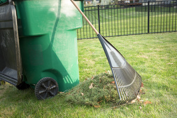 Raking up grass cuttings in spring