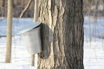 sap bucket on maple tree