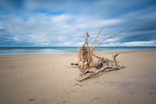 Beautiful Sandy Sea Shore With Driftwood