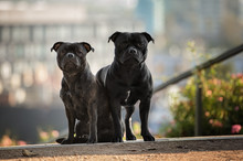 Two Staffordshire Bull Terrier Dogs
