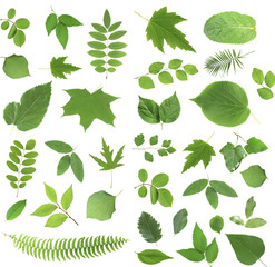 Sticker - Green leaves isolated on white