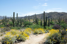 Travel Blooming Sonoran Desert In Saguaro National Park, Arizona