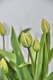 Fototapeta Tulipany - тюльпан