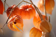 Closeup of delicate physalis flowers