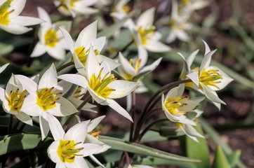 Canvas Print - Wildtulpe Tulipa turkestanica 02