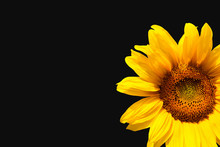 Sunflower On Black Background