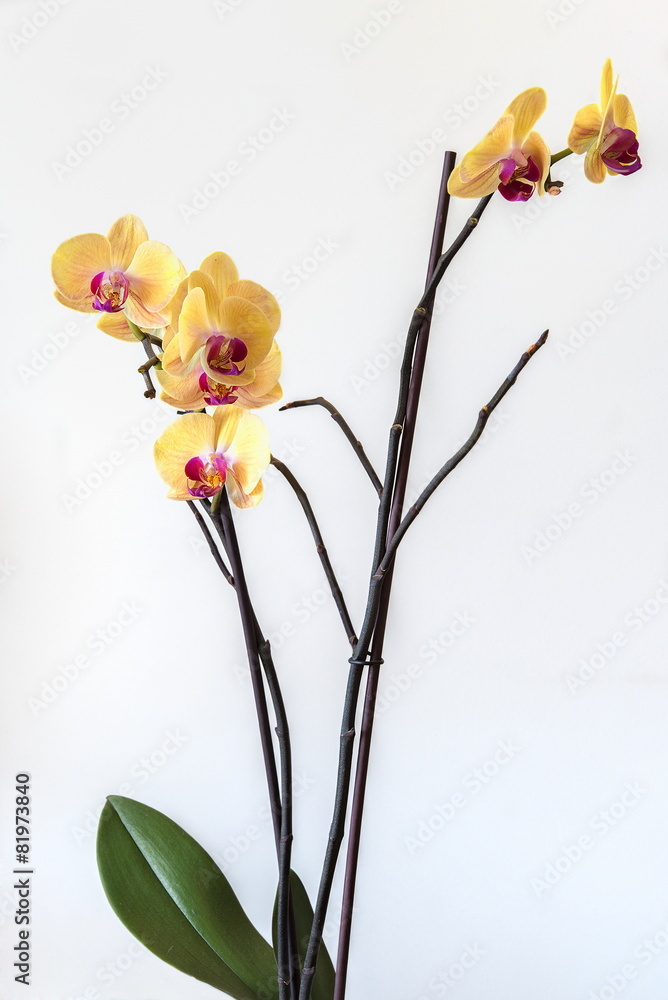 Storczyk, orchidea, na białym tle - obrazy, fototapety, plakaty 