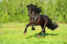 Black Frieasian Horse Runs Gallop In Freedom