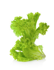 green salad isolated on a white background