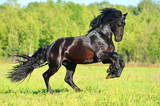 Fototapeta Konie - Black Frieasian horse runs gallop in freedom