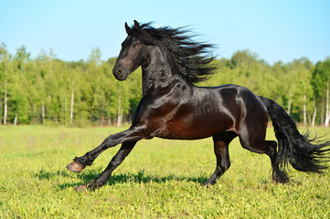 Wall Mural - black frieasian horse runs gallop in freedom