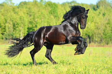 Wall Mural - black frieasian horse runs gallop in freedom