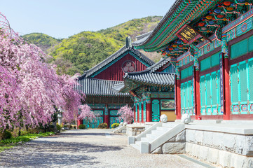 Wall Mural - Gyeongbokgung Palace with cherry blossom in spring,Korea