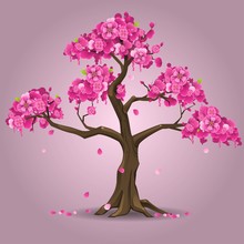 Japanese Sakura Tree