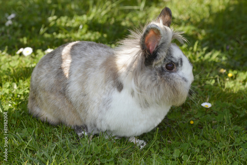 Hase Kaninchen Haustier Zwergkaninchen Babyhase Buy This