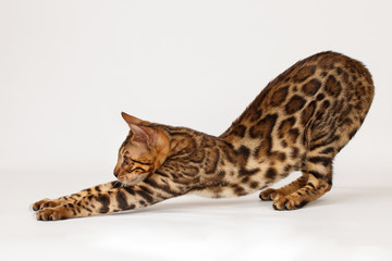 Sticker - Bengal Cat