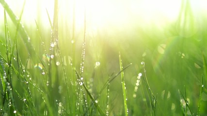 Wall Mural - Blurred grass background with water drops. Slo-mo