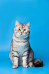 Wall Mural - British Shorthair Cat