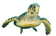 Hawksbill Sea Turtle isolated on white