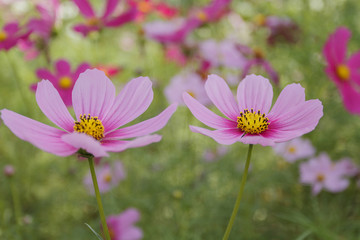 Fototapete - Close up cosmos flower in the garden for background