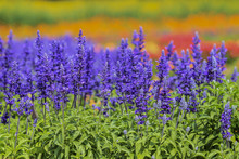 Lavender And Blue Salvia Flowers Blooming In The Garden 