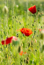 Red Poppy In The Wheat Field