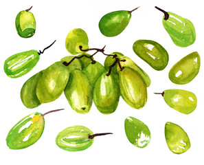 A watercolour drawing of grapes on white background