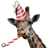 Fototapeta  - Funny giraffe party animal making a silly face