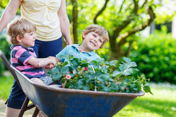 Wall Mural - Two little boys having fun in a wheelbarrow pushing by mother