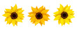 Set of three sunflowers. Vector illustration.