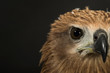 © praisaeng - Closeup hawk isolate